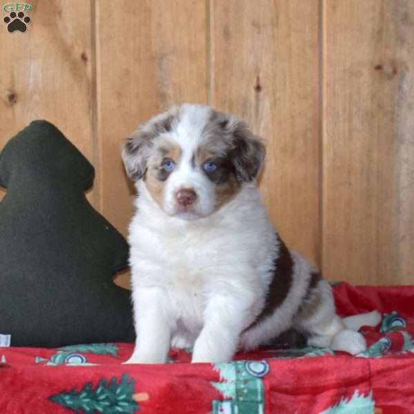 Bear, Australian Shepherd Puppy