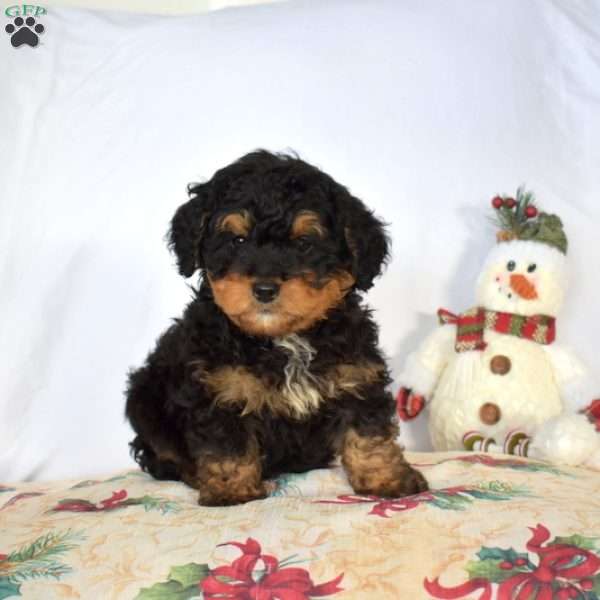 Bear, Mini Bernedoodle Puppy