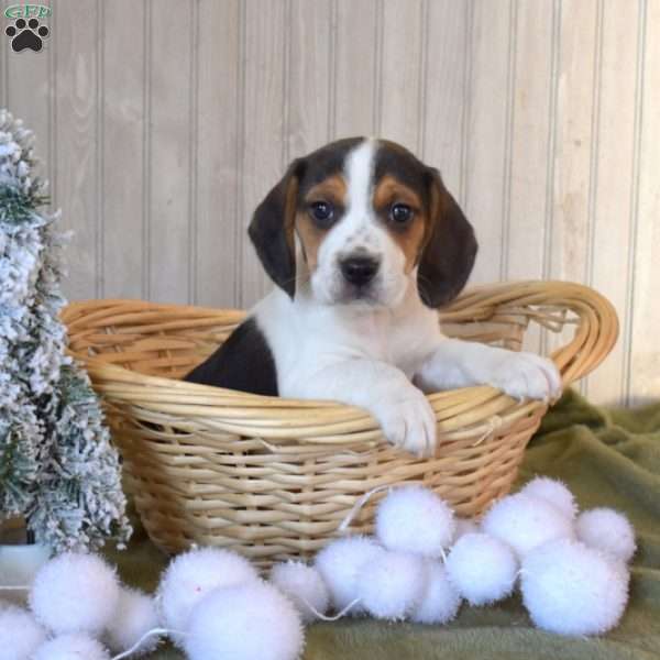 Bear, Beagle Puppy