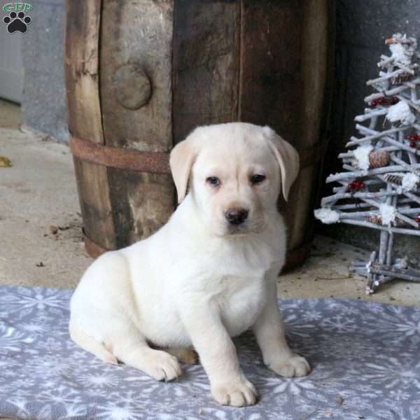 Bear, Yellow Labrador Retriever Puppy