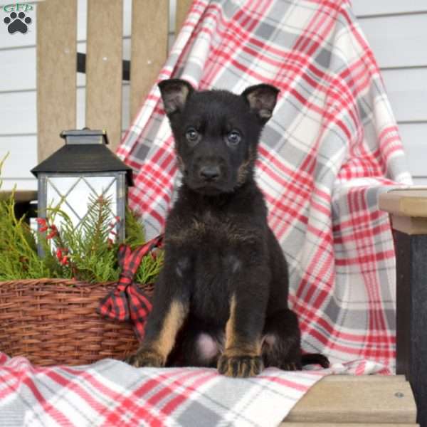 Bear, German Shepherd Puppy