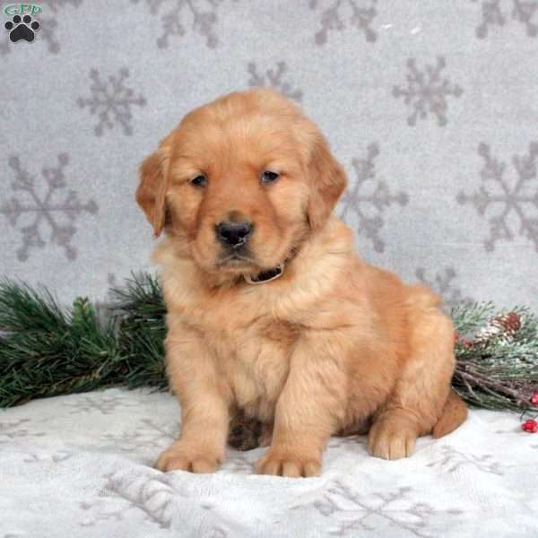 Bear, Golden Retriever Puppy