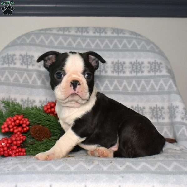 Bear, Boston Terrier Puppy