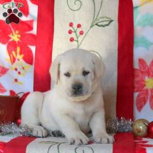 Bear, Yellow Labrador Retriever Puppy