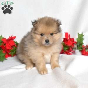 Bear, Pomeranian Puppy