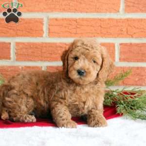 Bear, Mini Goldendoodle Puppy