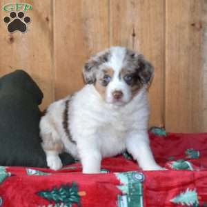 Bear, Australian Shepherd Puppy