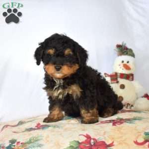 Bear, Mini Bernedoodle Puppy