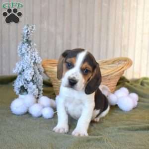 Bear, Beagle Puppy