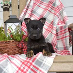 Bear, German Shepherd Puppy