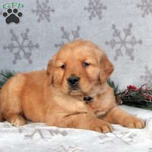 Bear, Golden Retriever Puppy