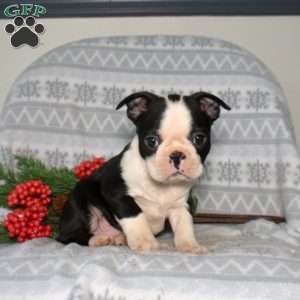 Bear, Boston Terrier Puppy