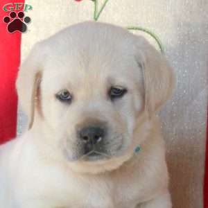 Bear, Yellow Labrador Retriever Puppy
