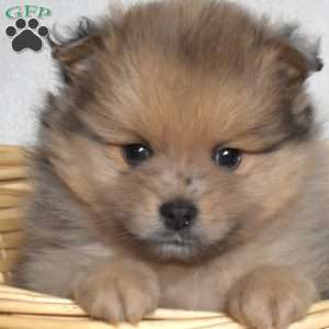 Bear, Pomeranian Puppy