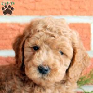 Bear, Mini Goldendoodle Puppy