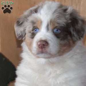 Bear, Australian Shepherd Puppy