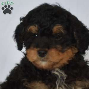 Bear, Mini Bernedoodle Puppy