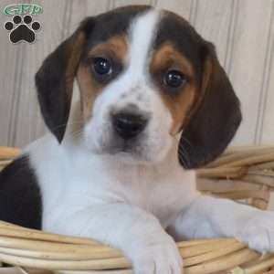 Bear, Beagle Puppy