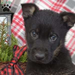 Bear, German Shepherd Puppy