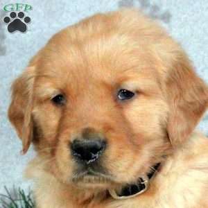Bear, Golden Retriever Puppy