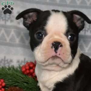 Bear, Boston Terrier Puppy