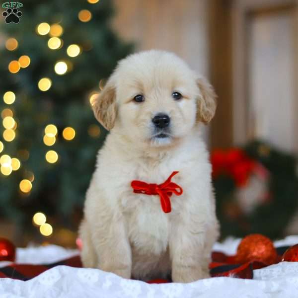 Bear, Golden Retriever Puppy