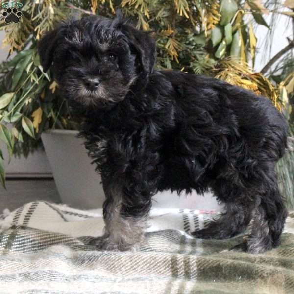 Beatrice, Miniature Schnauzer Puppy