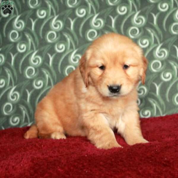 Beatrice, Golden Retriever Puppy