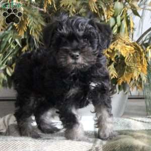 Beatrice, Miniature Schnauzer Puppy