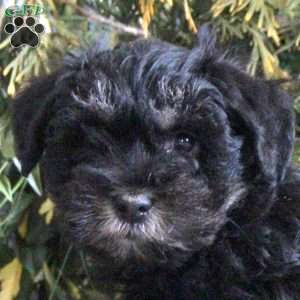 Beatrice, Miniature Schnauzer Puppy