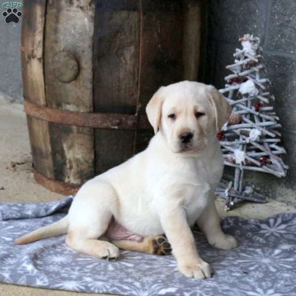 Beau, Yellow Labrador Retriever Puppy