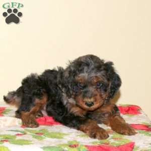 Beau, Miniature Poodle Puppy