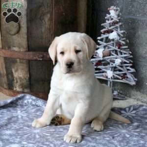 Beau, Yellow Labrador Retriever Puppy