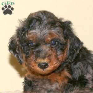 Beau, Miniature Poodle Puppy