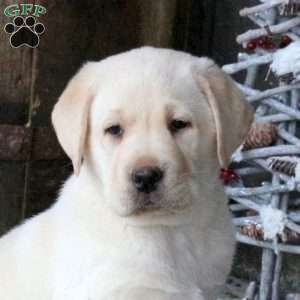 Beau, Yellow Labrador Retriever Puppy