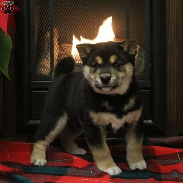 Beauty, Shiba Inu Puppy