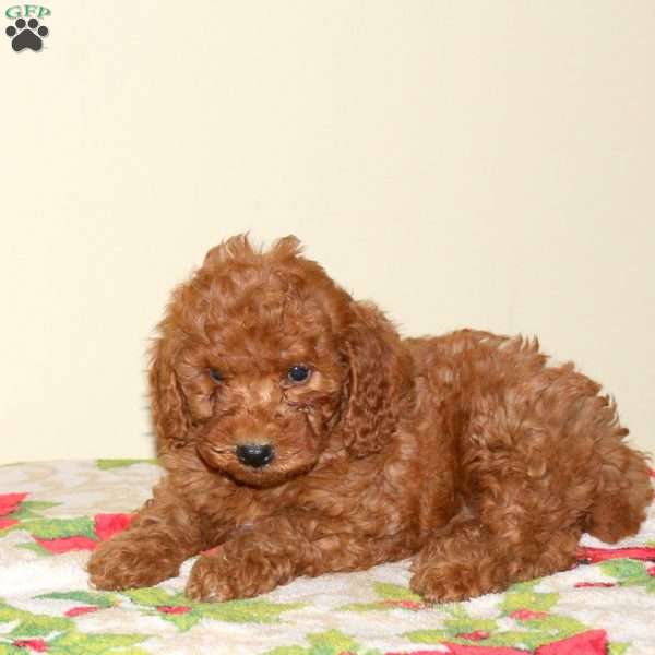 Beauty, Miniature Poodle Puppy