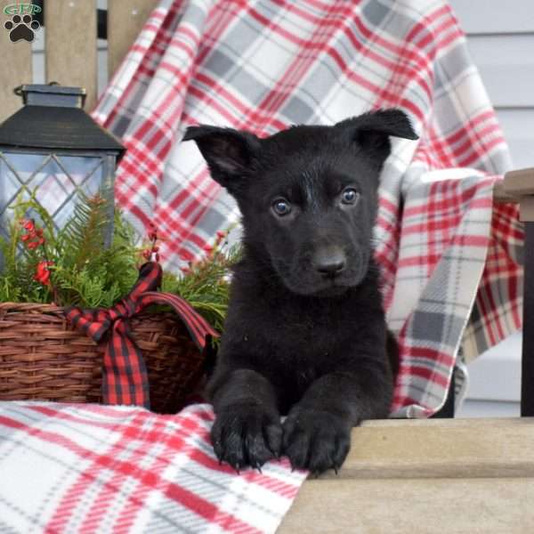 Beauty, German Shepherd Puppy
