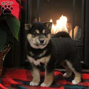 Beauty, Shiba Inu Puppy