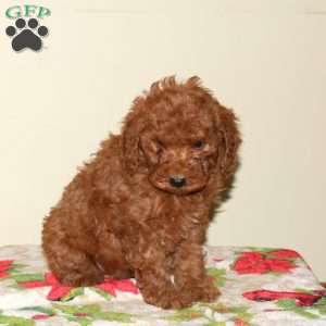 Beauty, Miniature Poodle Puppy