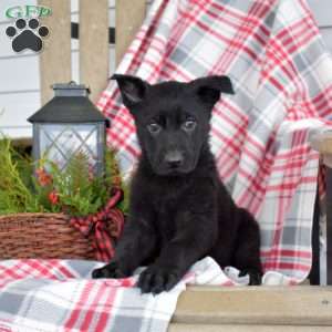 Beauty, German Shepherd Puppy