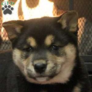Beauty, Shiba Inu Puppy