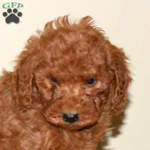 Beauty, Miniature Poodle Puppy