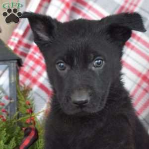 Beauty, German Shepherd Puppy