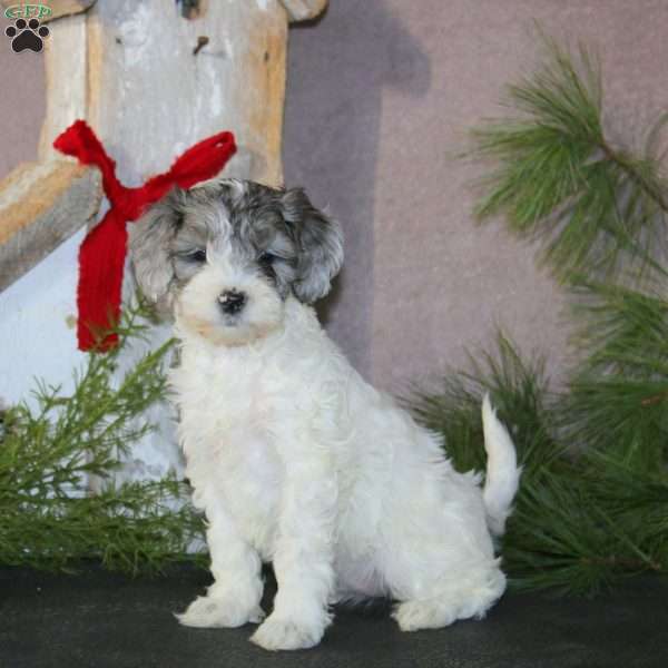 Beauty, Cavapoo Puppy