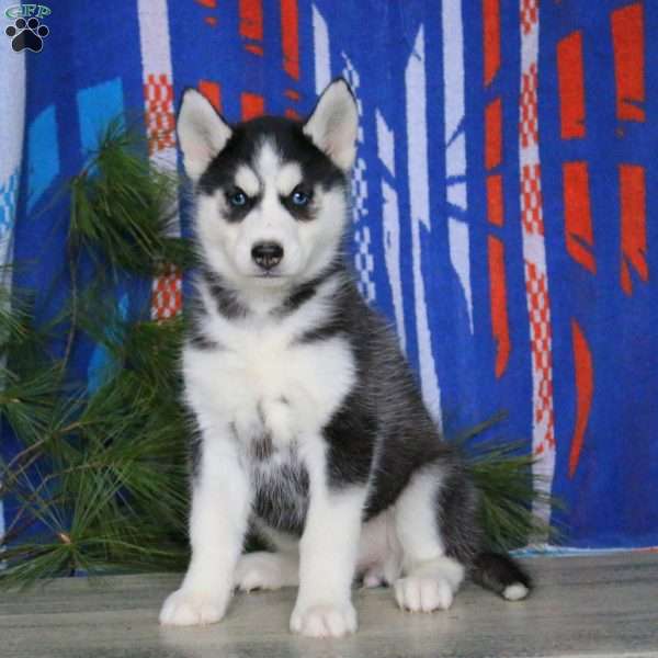 Beauty, Siberian Husky Puppy