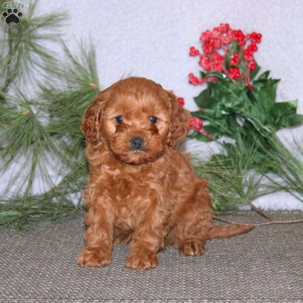 Beauty, Cavapoo Puppy