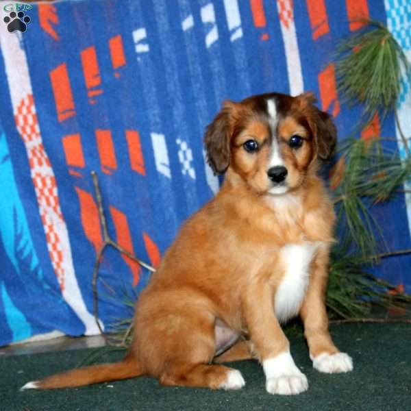 Beauty, Cavalier King Charles Mix Puppy
