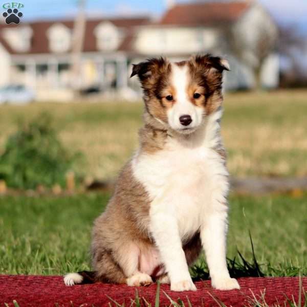 Beauty, Sheltie Puppy