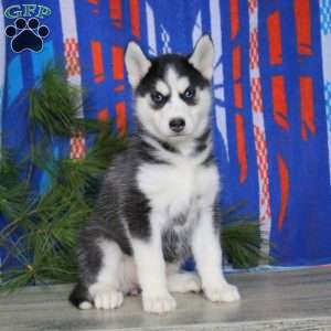 Beauty, Siberian Husky Puppy
